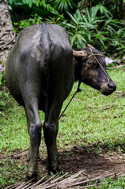 40+ Kalabaw Stock Photos, Pictures & Royalty.